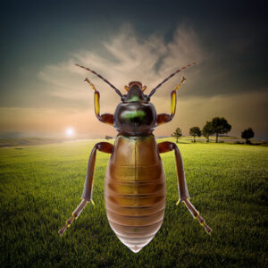 Bed Bugs bed bugs